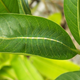 Image for article titled Can you detect the stealth animals hiding in all these pictures?